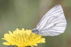 Green-veined White - Pieris napi, Carr Lodge, July 14