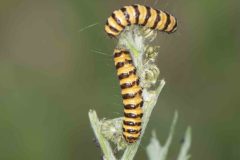 Tyria jacobaeae - Cinnabar Moth caterpillar, Carr Lodge, July 14