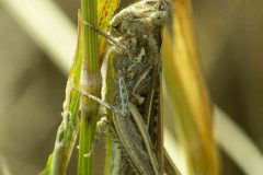 Bow-winged Grasshopper - Chorthippus biguttulus Carr Lodge, July 14