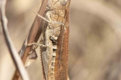 Chorthippus biguttulus, Carr Lodge, July 14