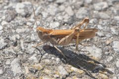Chorthippus biguttulus, Carr Lodge, July 14 