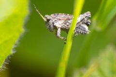 Tetrix undulata - Common Groundhopper, Carr Lodge, July 14