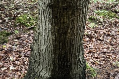 Foam-2-IMG_0106