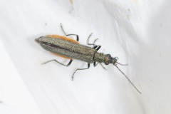 Beetle in Oedemera-lurida-complex (Oedemera lurida?), Green Triangle, July 5