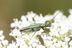 Miridae - Swollen-thighed Beetle - Oedemera nobilis (f), Green Triangle, July 5 