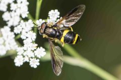 Hoverfly - Chrysotoxum bicinctum, Green Triangle, July 5