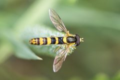 Hoverfly - Sphaerophoria sp., Green Triangle, July 5 