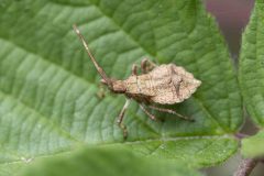 Dock Bug - Coreus marginatus nymph, Green Triangle, July 5