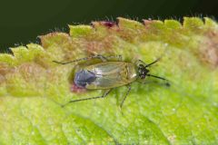 Miridae - Plagiognathus arbustorum, Green Triangle, July 5
