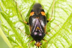 Miridae - Red-spotted Plant Bug - Deraeocoris ruber, Green Triangle, July 5