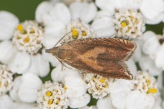 Dichrorampha vancouverana, Green Triangle, July 5