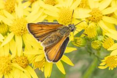 Essex Skipper - Thymelicus lineola, Green Triangle, July 5