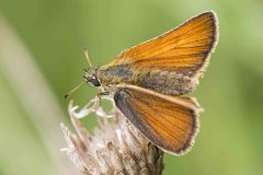 Small Skipper - Thymelicus lineola, Green Triangle, July 5