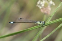 Blue-tailed Damselfly - Ischnura elegans, Green Triangle, Doncaster July 5 