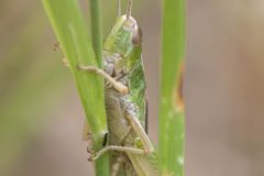 Lesser-Marsh-Chorthippus-albomarginatus-1-of-1-scaled