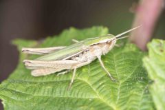 Lesser Marsh Grasshopper - Chorthippus albomasginatus, Potteric Carr, July 4