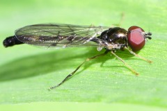 Bacca elongata, Kings Wood, Bawtry. © Les Coe