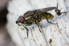 Unknown Fly, Kings Wood, Bawtry.