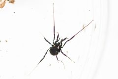 Nemastoma bimaculatum, Kings Wood, Bawtry.