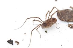 Harvestman Sp., Kings Wood, Bawtry. 