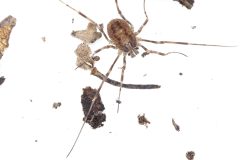 Harvestman Sp., Kings Wood, Bawtry. 