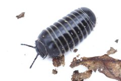 Pill Millipede - Glomeris marginata, Kings Wood, Bawtry. 