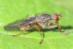 Scathophaga litorea, Kings Wood, Bawtry.
