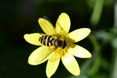 Syrphus sp. Kings Wood, Bawtry.