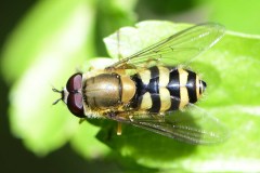 Syrphus sp.