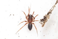 Woodlouse Spider - Dysdera crocata, Kings Wood, Bawtry. 