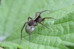 Pardosa saltans, female with egg sac., Loversall Delf, Potteric Carr. 