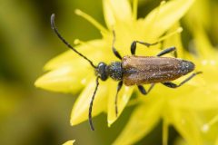 Fairy-ring Longhorn Beetle - Pseudovadonia livida, Mount Pleasant Meeting June 17
