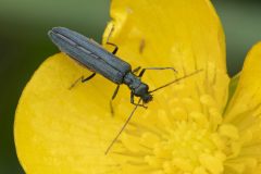 Beetle - Oedemera-lurida-complex, Mount Pleasant Meeting June 17