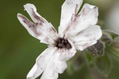 Anther Smut Fungus - Microbotryum violaceum on White Campion (Silene latifolia), Mount Pleasant Meeting June 17