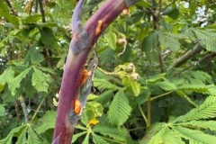 Lettuce Rust (Puccinia species, often Puccinia lactucae-debilis) on Lactuca virosa (Wild Lettuce). Mount Pleasant Meeting June 17