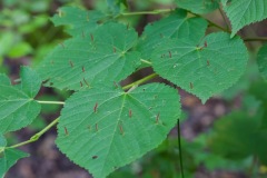 Gall - Eriophyes tiliae on Large Leaved Lime (Tilia platyphyllos), Mount Pleasant Meeting (17 June 2026).