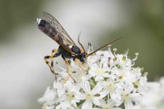 Ichneumon sarcitorius, Mount Pleasant Meeting June 17