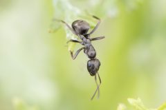 Silky Ant - Formica fusca, Mount Pleasant Meeting June 17