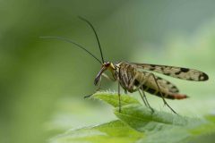 Scorpion Fly (Panorpa sp.), Mount Pleasant Meeting June 17