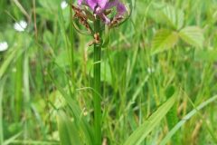Southern Marsh Orchid - Dactylorchiza praetermissa, Mount Pleasant Meeting (17 June 2026).