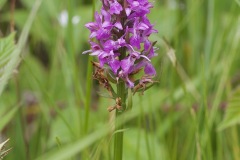 Southern Marsh Orchid - Dactylorchiza praetermissa, Mount Pleasant Meeting (17 June 2026).