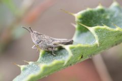 Grasshopper nymph, Mount Pleasant Meeting June 17