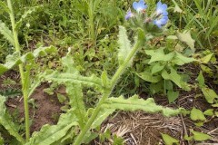 Bugloss, Anchusa arvensis. Mount Pleasant Meeting June 17 