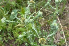 Common Cudweed, Filago vulgaris. Mount Pleasant Meeting June 17 