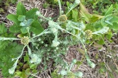 Common Cudweed, Filago vulgaris. Mount Pleasant Meeting June 17 