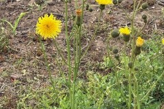 Corn Sow-thistle, Sonchus arvensis. Mount Pleasant Meeting June 17