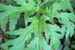 Giant Hogweed - Heracleum mantegazzianum, Mount Pleasant Meeting June 17 