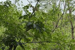 Giant Hogweed - Heracleum mantegazzianum, Mount Pleasant Meeting June 17 