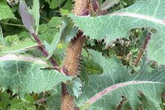 Great Lettuce, Lactuca virosa, Mount Pleasant Meeting June 17