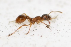 Myrmica-sp. (possibly M. rubra)